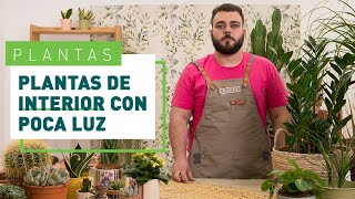 Plantas de interior con poca luz cómo cuidarlas y tipos de plantas  Plantas en VERDECORA [upl. by Reviel]