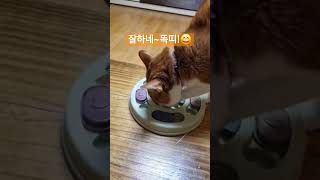 고앵이도 노즈워크놀이할까nose walk a cat 고양이 귀여움 길냥이 쇼츠영상 shortvideo [upl. by Jacinthe360]