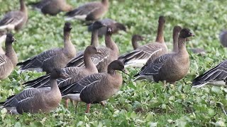 Pinkfooted Goose call flocks feed in farmers fields [upl. by Gnni]