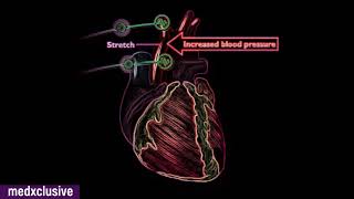 CARDIOVASCULAR REVIEW 3 CONTROL of BLOOD PRESSURE ALL MECHANISMS Animation [upl. by Opalina]