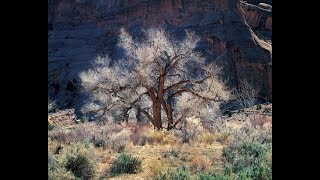 Landscape photographer races to finish decades of work [upl. by Areit]