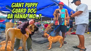 BULLMASTIFF PUPPY MADAMI NAGREHOME NITO BAKA MAUBUSAN KA [upl. by Alger]