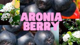 Aronia Berry [upl. by Rutra]