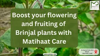 Protect and boost your Flowering and Fruiting of brinjal plants with Matihaat care Tradecorp Mati [upl. by Derek]