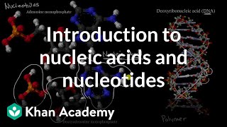 Introduction to nucleic acids and nucleotides  High school biology  Khan Academy [upl. by Elconin]