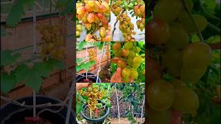 GROWING GRAPE AT HOME🍇🍇 shorts fruit farming [upl. by Boone518]