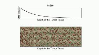 Cancer cell heterogeneity in the tumor microenvironment [upl. by Ardnovahs]