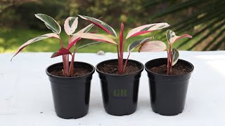 How to Propagate Calathea Triostar Plant [upl. by Min772]