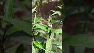 ঔষধি উদ্ভিদ জগৎমদন। Justiciagendarussa acanthaceae জগতমদন জগৎমদন জাগমদন [upl. by Trbor599]