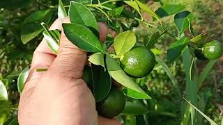 CALAMANSI MARCOTTED VS GRAFTED ALIN ANG MAS OK [upl. by Dody]