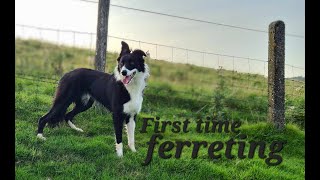 lurchers first time ferreting [upl. by Puto]