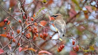 Cedar Waxwings In The Pacific Crab Apple Tree Nanaimo BC October 29 2024 [upl. by Sheridan454]