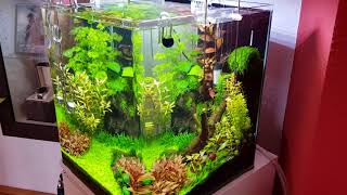 Chihiros A plus dutch Style Aquascape [upl. by Siramad]