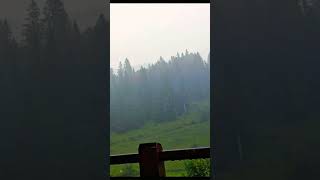 Heavy Rain Fall in Austrian Mountains sleepysoundsofgoodnightbadweather heavyrainsounds sen [upl. by Ambrogio249]