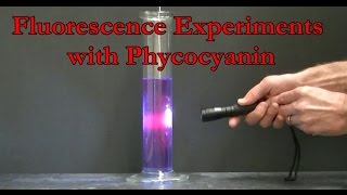 Fluorescence Experiments with Phycocyanin [upl. by Janey]