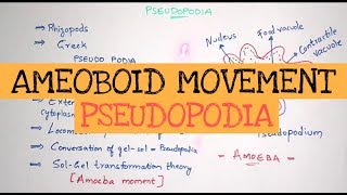 PSEUDOPODIA  AMOEBOID MOVEMENT  GELSOL THEORY  BY PHANINDRA GUPTHA [upl. by Redd762]