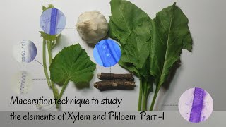 Maceration Technique to Study the Elements of Xylem amp Phloem Part1 [upl. by Annaliese]