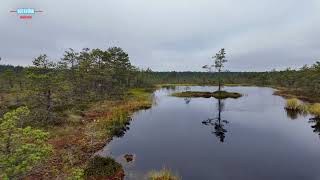 ESTONYADA KUZEY ORMANLARINA GİRDİK SIRADIŞI WE ENTERED THE NORTH FORESTS IN ESTONIA MAGNIFICENT [upl. by Samale265]