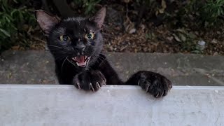 Black Cat Meows Loudly all the time because its so hungry [upl. by Tonina]