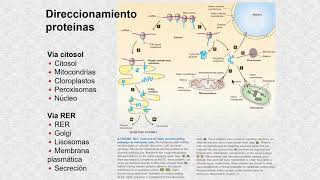 El retículo endoplasmático rugoso [upl. by Leivad]