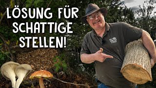 Pilze züchten im eigenen Garten 🍄  3 Anbau Methoden für Kräuterseitlinge amp Austernplize [upl. by Rosario]