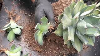 Removing pupssuckers from Agave isthmensis Rum Runner [upl. by Waters640]