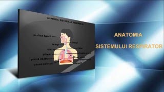 Lecția 29 Anatomia sistemului respirator [upl. by Komarek]