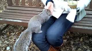 Feeding Squirrels Samsung Galaxy BEAM HD sample video [upl. by Acined]