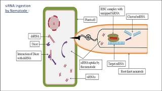 RNAi amp Gene Silencing in Meloidogyne incognita  Biotechnology and its Applications  Class 12 [upl. by Ayekram]