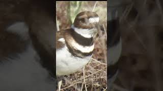 3 Facts on the Killdeer birds birding wildlife birdingadventures nature birdnerd [upl. by Noret]