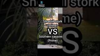 Shoebill stork VS cassowary animals animals debates godzila filmora edit [upl. by Derr]