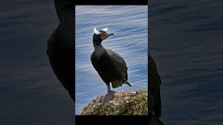 Meet the Doublecrested Cormorant [upl. by Thibaud]