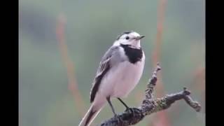 Aves cantando bajo la lluvia [upl. by Artinahs]