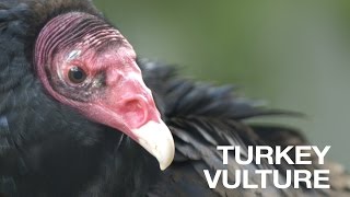 Creature Feature Turkey Vulture [upl. by Hertberg]