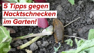 5 Tipps gegen Nacktschnecken im Garten Schnecken bekämpfen und von Salat und Pflanzen fernhalten [upl. by Attenyl]