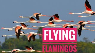 Flamingos Flying The greater flamingo Phoenicopterus roseus Migration [upl. by Oba641]