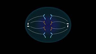 Mitose division dune cellule animale [upl. by Ron]