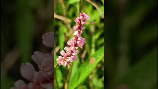 Persicaria maculosaPolygonaceae family trending nature flowers flower forest forests flora [upl. by Ordnazil822]