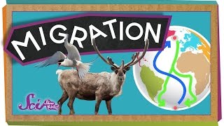 Migrations Big Animal Trips  Science for Kids [upl. by Adihsaar]