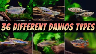 36 Different Types Of Danio Fish  The Best Rare amp Common Aquarium Danios [upl. by Naryb]