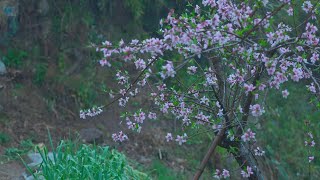 Mandarin fish in peach blossom blood Painting in the middle of a flower field [upl. by Ginder]