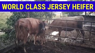 WORLD CLASS JERSEY HEIFER CALVING [upl. by Adnanref105]