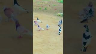 pigeonPigeon game QQ Pigeon who sings QPigeon Pairing Method [upl. by Renfred200]