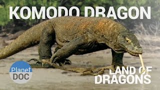 Komodo Dragon Land of Dragons  Nature  Planet Doc Full Documentaries [upl. by Artimed]