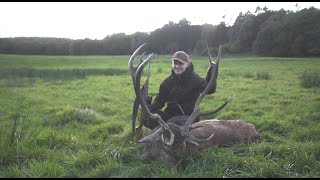 Hjortejagt i Danmark  Red stag hunting in Denmark  Hirschjagd in Dänemark 4K 3 [upl. by Colfin153]