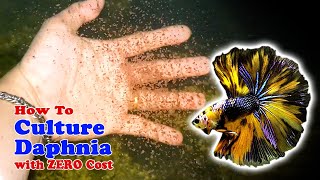 How to Culture Daphnia with ZERO Cost  Unlimited Live Food For Our Fish [upl. by Pedaiah]