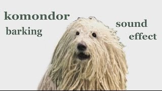 The Animal Sounds Komondor Barking  Sound Effect  Animation [upl. by Eriuqs102]