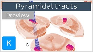 Pyramidal tracts pathways and functions preview  Human Neuronatomy  Kenhub [upl. by Read112]