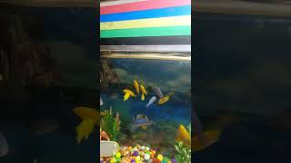 Cichlid fish feeding videocichlids fishfeeding aquariumfish [upl. by Eidlog]