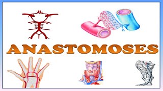 ANASTOMOSES  DEFINITION TYPES AND THEIR EXAMPLES  ARTERIAL  VENOUS ARTERIOVENOUS ANASTOMOSIS [upl. by Ruscio558]